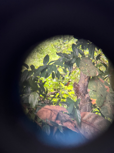 Blue-winged Pitta