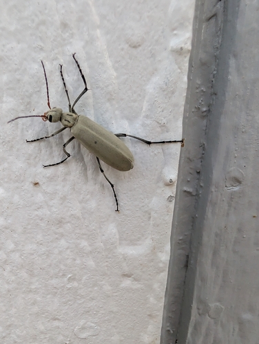 Neck-lined Blister Beetle