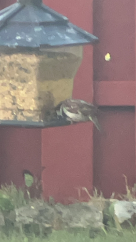 House Sparrow