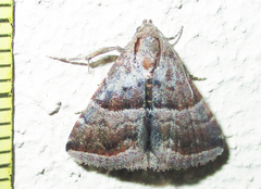 Eublemma bolinia