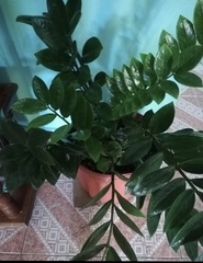 Zamioculcas