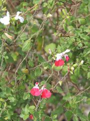 Salvia microphylla microphylla