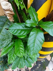 Sterculia monosperma