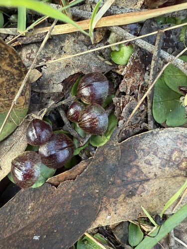 veined helmet-orchid
