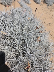 Tillandsia landbeckii