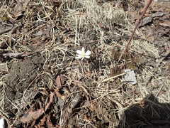 Anemonoides amurensis