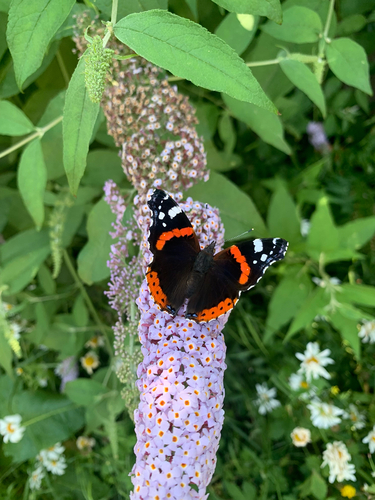 Red Admiral