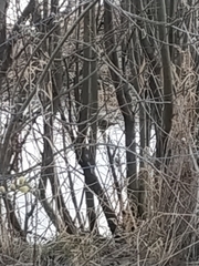 Phoenicurus phoenicurus