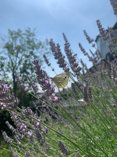 Green-veined White