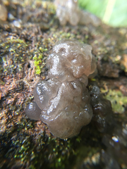 Exidia novozealandica