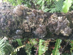 Exidia novozealandica