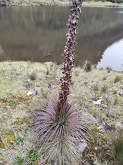 Puya clava-herculis