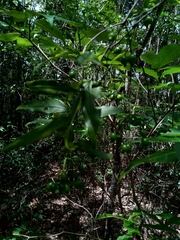 Coptosperma
