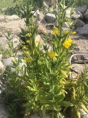 Diplacus clevelandii