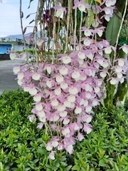 Dendrobium