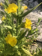 Diplacus clevelandii