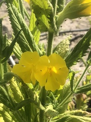 Diplacus clevelandii