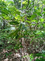 Coptosperma