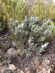 Brunia laevis, photograph (c) Jeanette Clarke, some rights reserved (CC BY-SA)