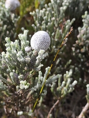 Brunia laevis, photograph (c) Jeanette Clarke, some rights reserved (CC BY-SA)