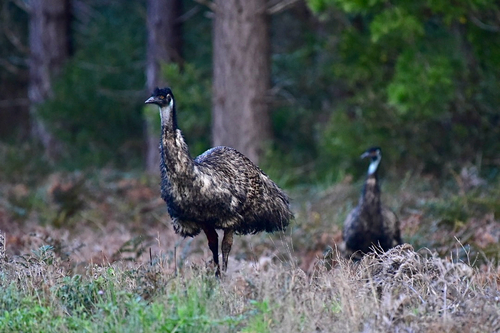 Emu