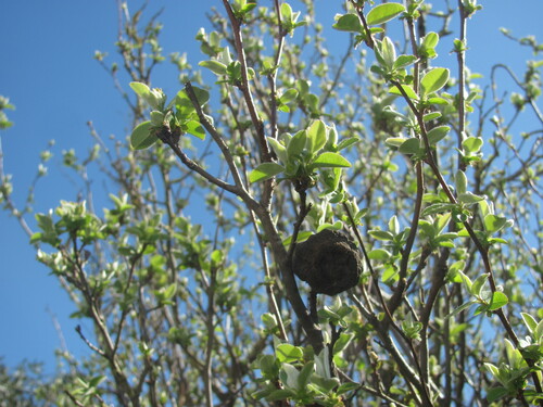 Cydonia oblonga