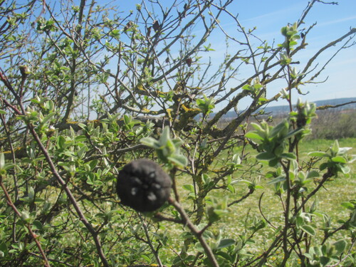 Cydonia oblonga