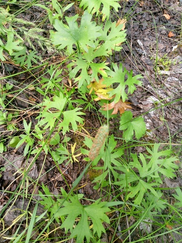 Ranunculus auricomus, photograph 3