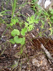 author not stated, no rights reserved Ranunculus auricomus, photograph author not stated, no rights reserved