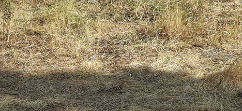 Common Hoopoe