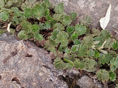 Alchemilla orbiculata