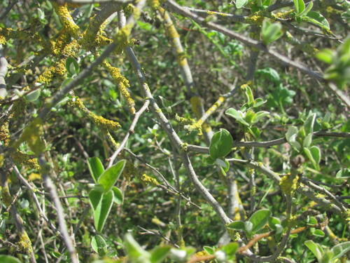 Cydonia oblonga