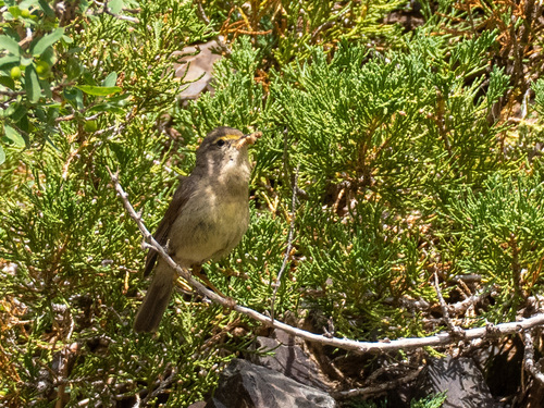 Sulphur-bellied Warbler (Phylloscopus griseolus), photo 8