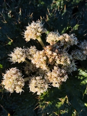 Arctopus echinatus, photograph (c) Jeanette Clarke, some rights reserved (CC BY-SA)