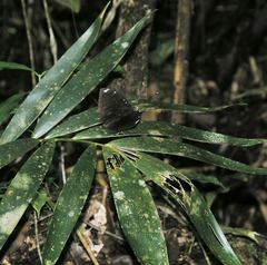 Lexias albopunctata albopunctata
