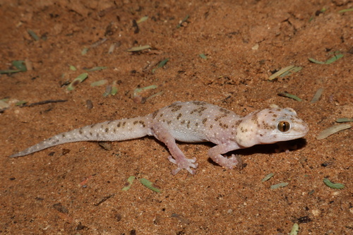 Cape Thick-toed Gecko