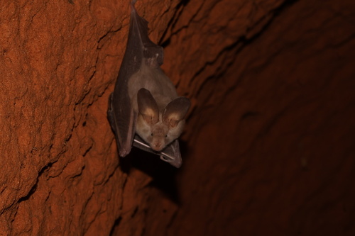 Egyptian Slit-faced Bat