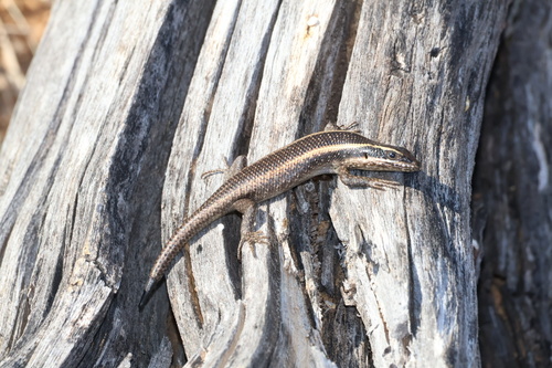 Kalahari Tree Skink