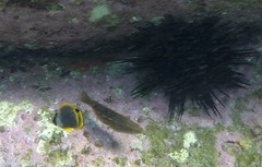 Chaetodon flavirostris