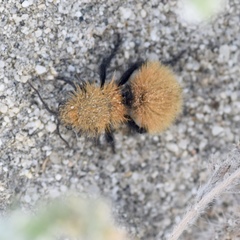 Dasymutilla arenivaga