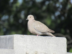 Streptopelia decaocto