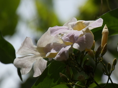 Bignonia aequinoctialis
