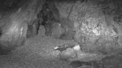 Western Spotted Skunk observed by jnelson