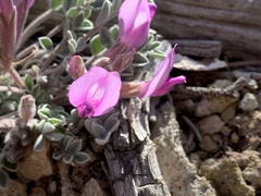 Astragalus newberryi
