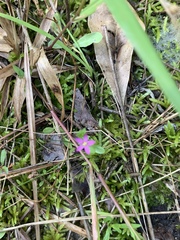 Phemeranthus parviflorus