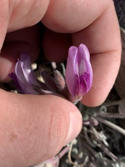 Astragalus newberryi