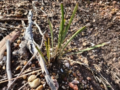 Lomandra multiflora dura