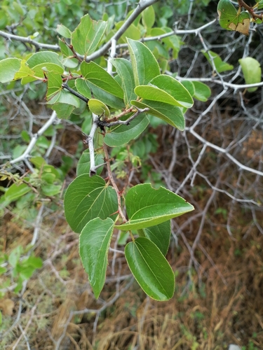 buffalo-thorn