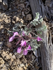Astragalus newberryi