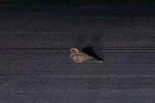 Red-necked Nightjar (Caprimulgus ruficollis), photo 2
